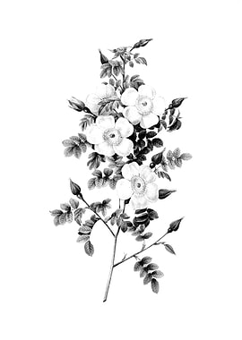 Vintage Engraved Floral