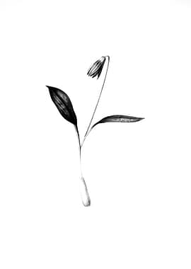 Vintage Floral Engraving