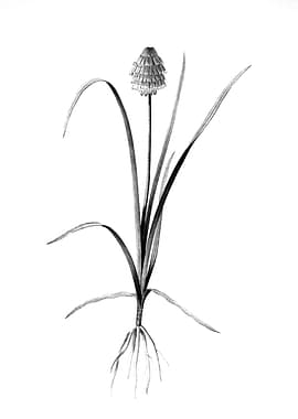 Vintage Engraved Botanical