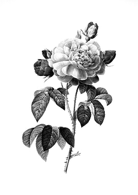 Vintage Engraved Botanical