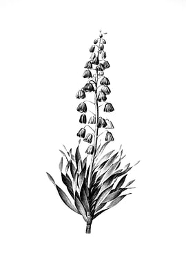 Vintage Floral Engraving