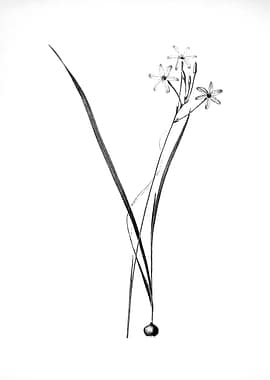 Vintage Engraved Floral