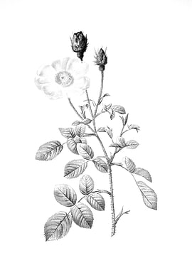 Vintage Engraved Botanical