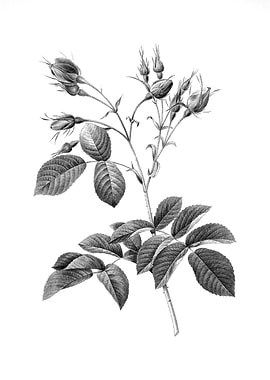 Vintage Floral Engraving