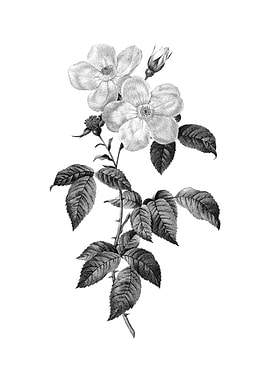 Vintage Engraved Floral