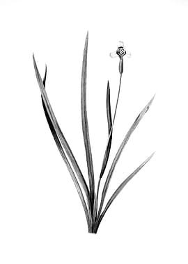 Vintage Floral Engraving