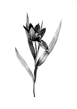 Vintage Engraved Botanical