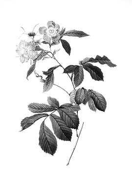 Vintage Floral Engraving