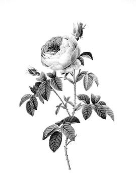 Vintage Engraved Botanical