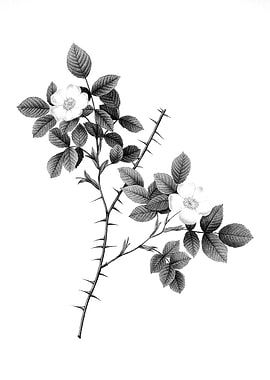 Vintage Floral Engraving