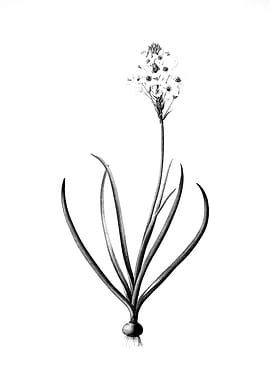 Vintage Engraved Botanical