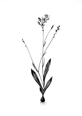 Vintage Engraved Botanical