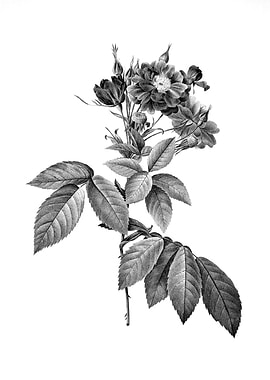 Vintage Engraved Botanical