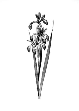 Vintage Floral Engraving