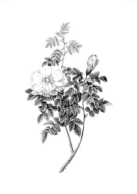 Vintage Floral Engraving