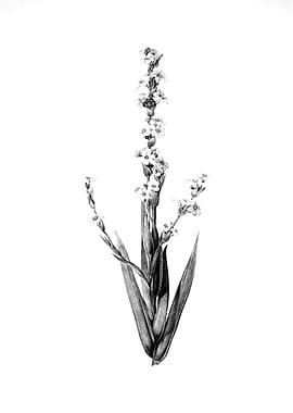 Vintage Floral Engraving