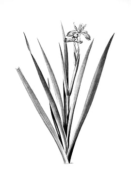 Vintage Engraved Floral