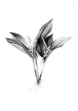 Vintage Engraved Botanical