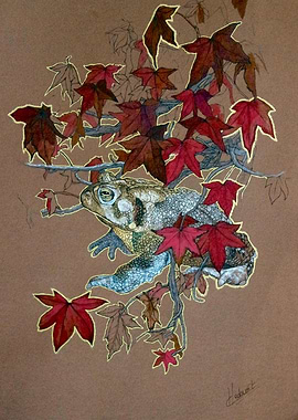 Crapaud americain may19