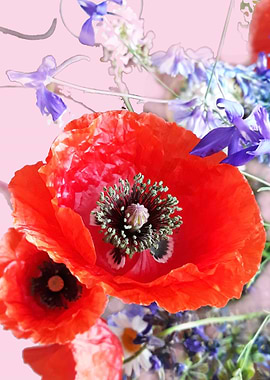 Poppy blending light