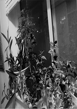 Kitchen Plants
