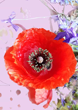 Poppy enchantment