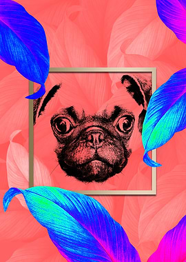 PUG Style Colourful Pop