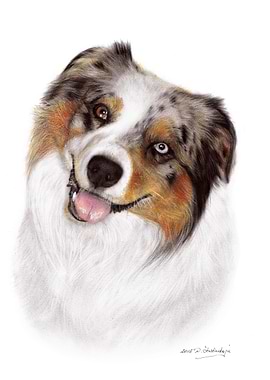 Australian Shepherd
