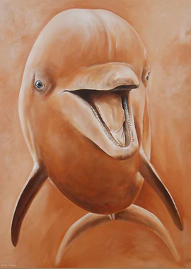 Dolphin