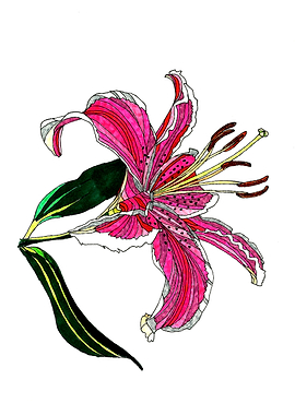 Stargazer lily