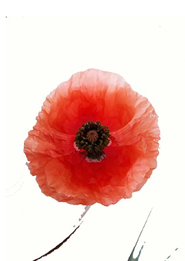 Poppy minimal