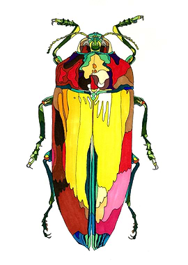 Colorful beetle