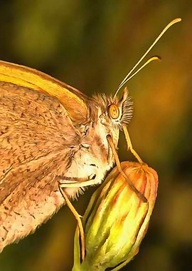 Meadow Brown Butterfly