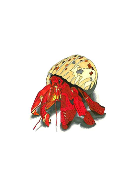 Hermit crab