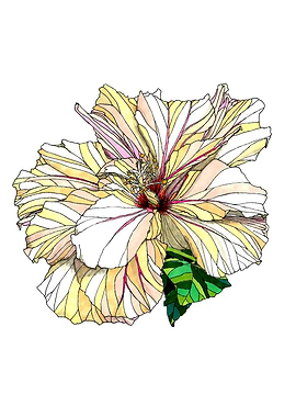 Hibiscus