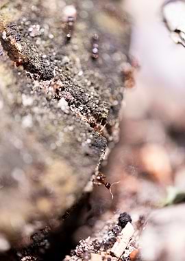 Ants in recreational areas