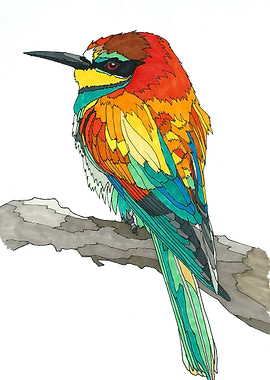 European bee eater