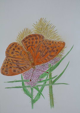 Silver washed Fritillary