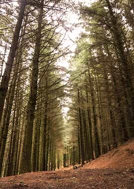 Looking up at the trees