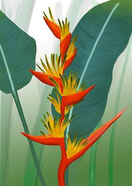 Beautiful heliconia