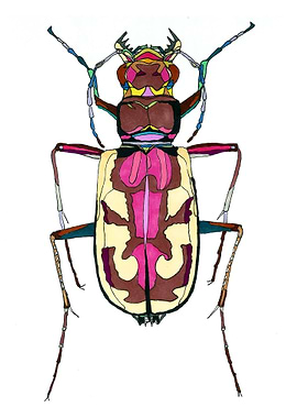 Cephalota beetle