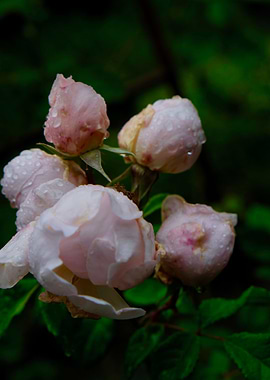 ROSEBUDS 2