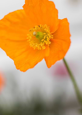 Poppy