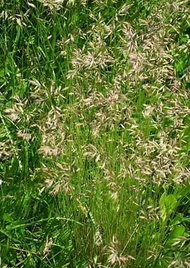 Grass flowers