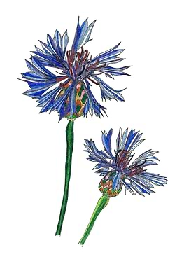 Cornflowers