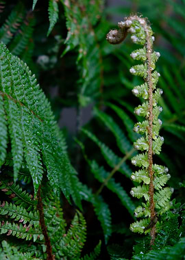 FERN IN BLOOM