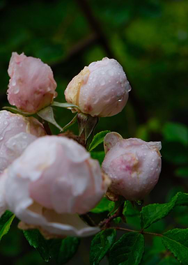 ROSEBUDS 1