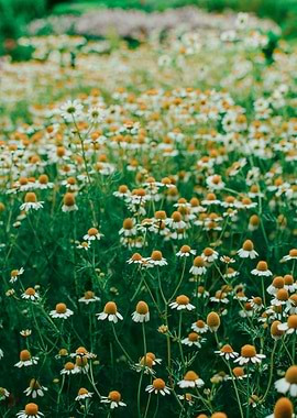 Little White Flowers