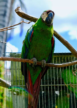 MEAN GREEN FLYING MACHINE