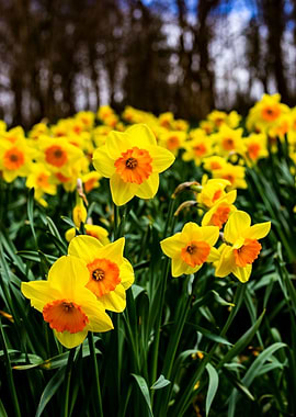 Vibrant Daffodils
